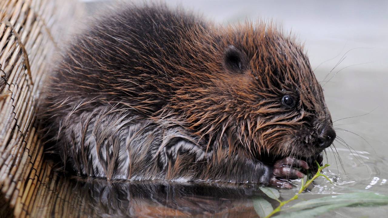 Een bever (foto: ANP).