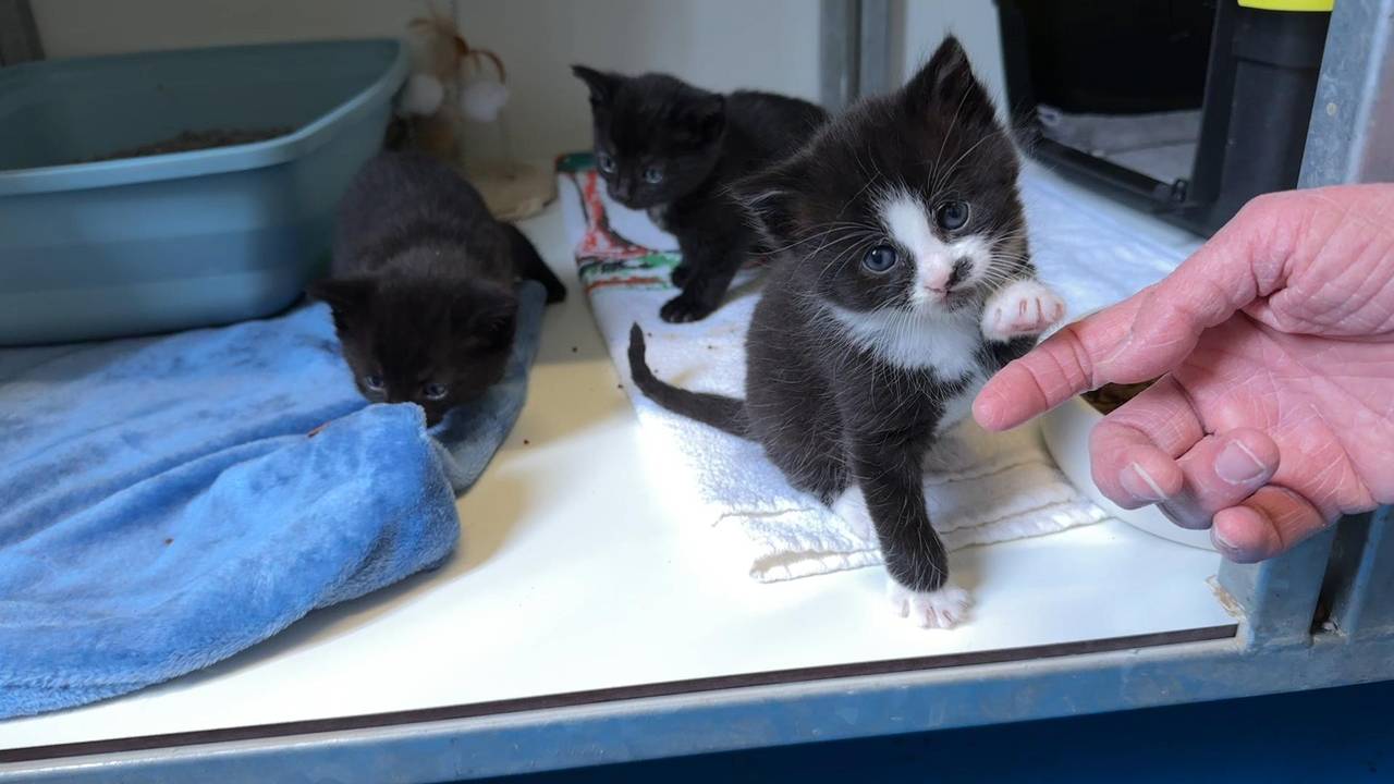 Wie vangt deze kittens op? Flink tekort aan pleeggezinnen dreigt