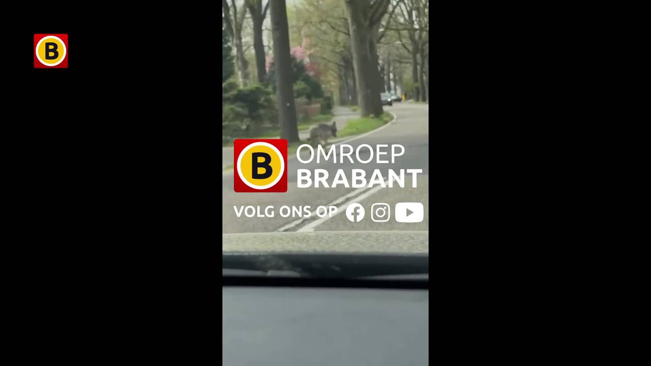 Wolf gespot in Goirle 'Hij leek vermoeid en gewond aan een poot'