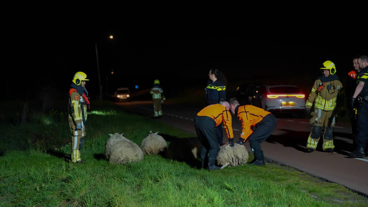 De niet aangereden schapen werden door hulpverleners bij elkaar gebracht (foto: Persbureau Heitink).