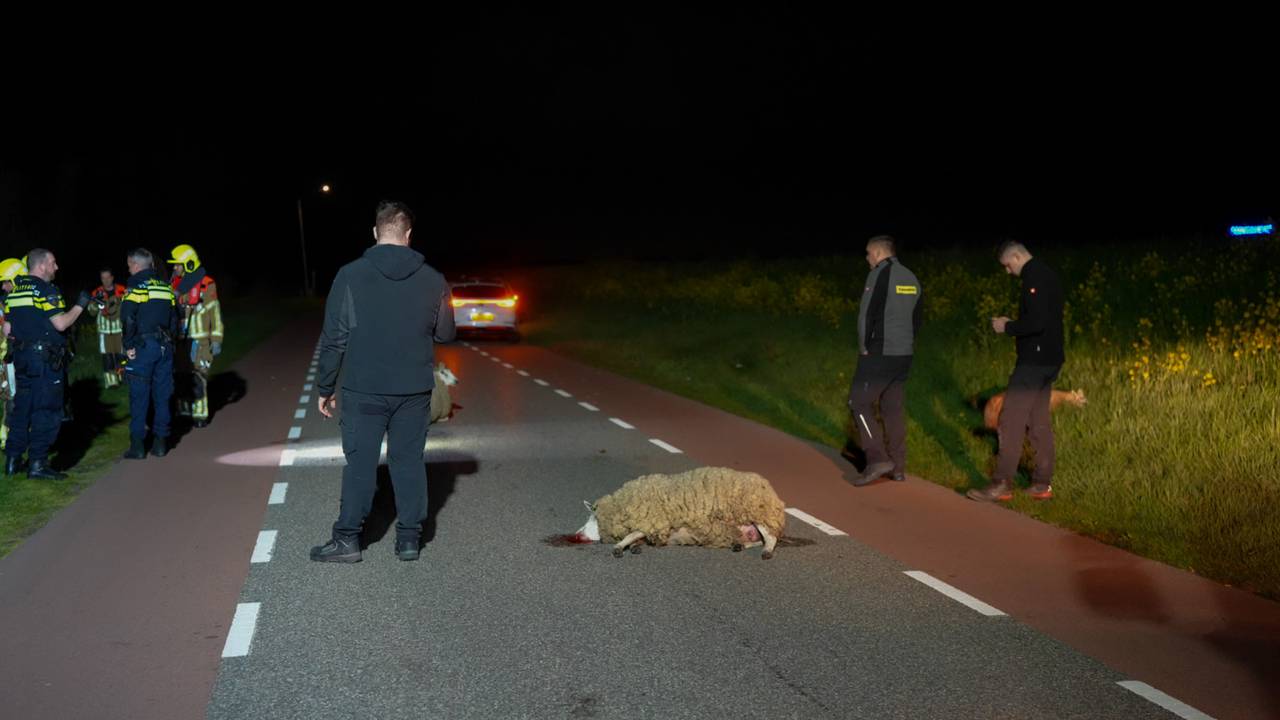 Eén schaap overleed meteen bij de aanrijding op het Westeinde in Waalwijk (foto: Persbureau Heitink).