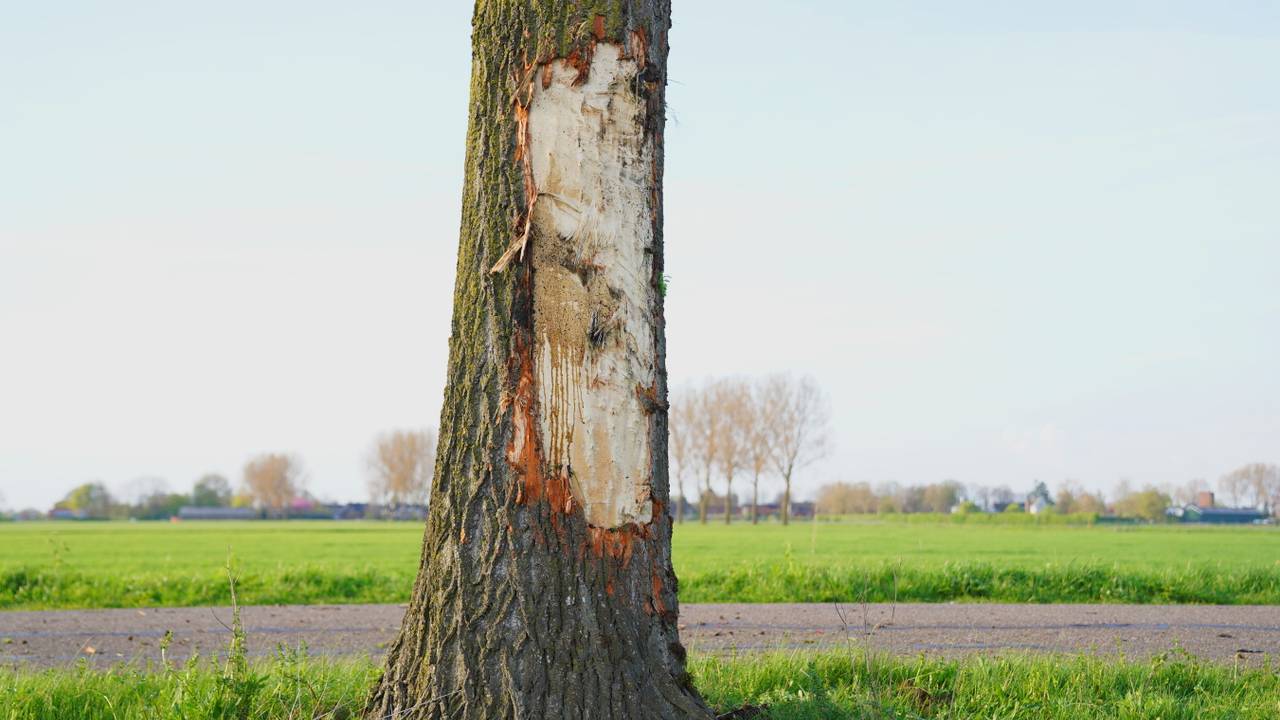 Foto: Bart Meesters / Persbureau Heitink