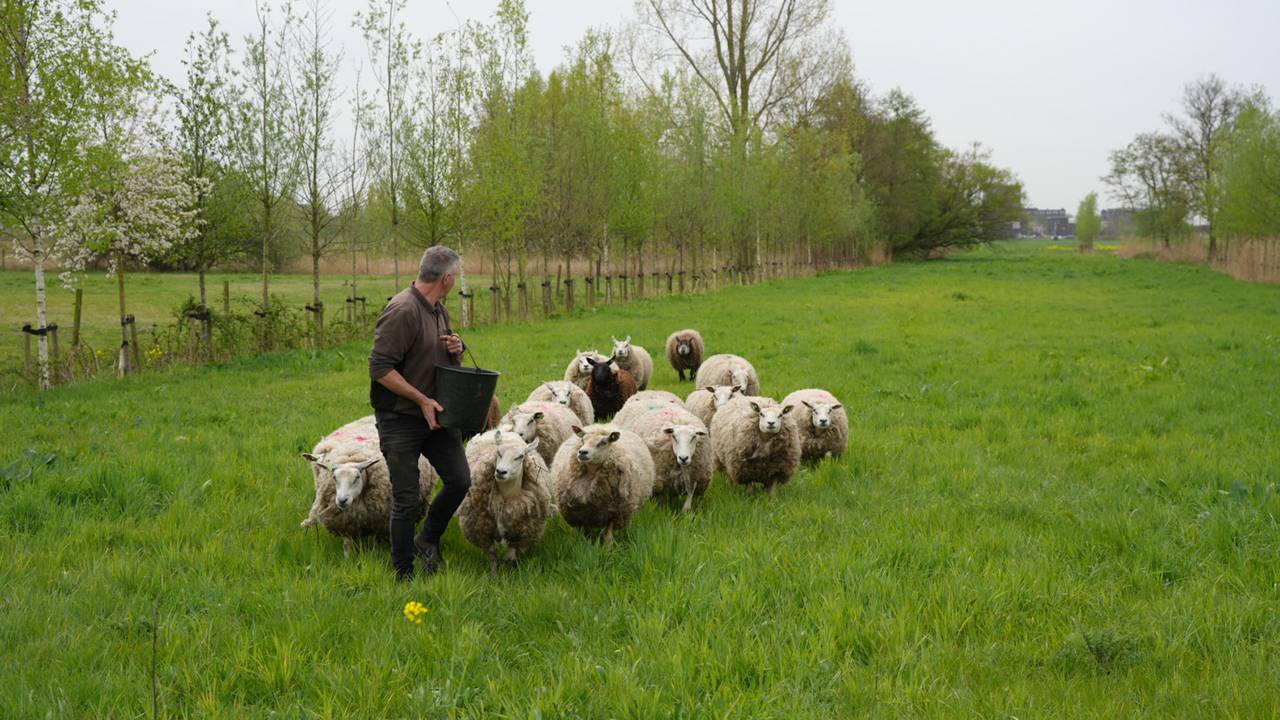 De schapen maandagochtend (foto: Erik Haverhals/Persbureau Heitink).