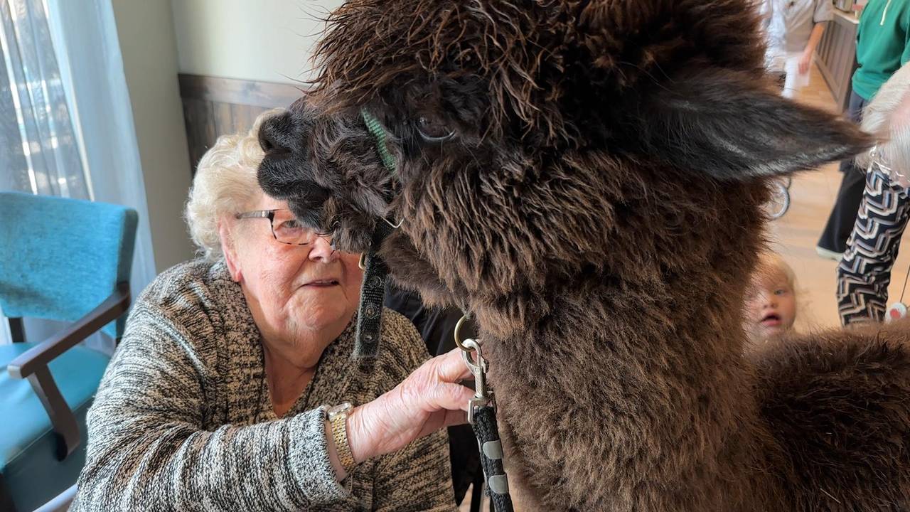 Een alpaca wordt geaaid bij het wooncomplex van Thebe in Breda.