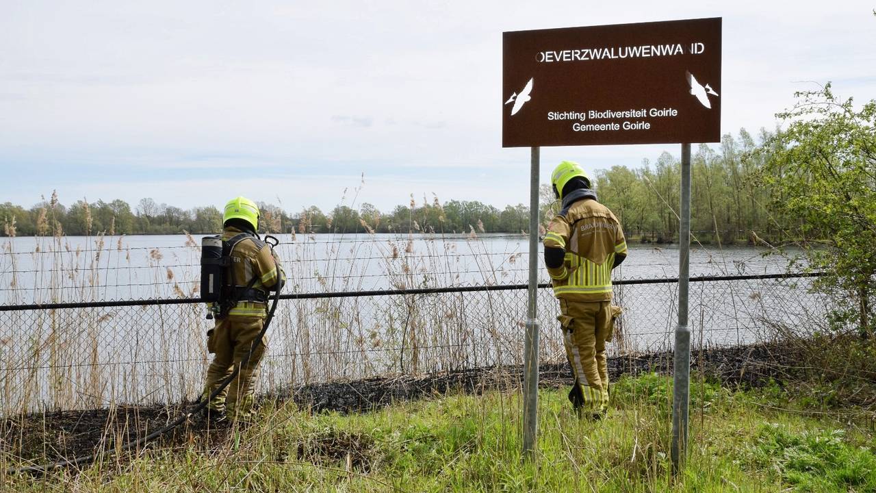 Ganzen broeden doorgaans van maart tot en met mei (foto: Toby de Kort/Persbureau Heitink).