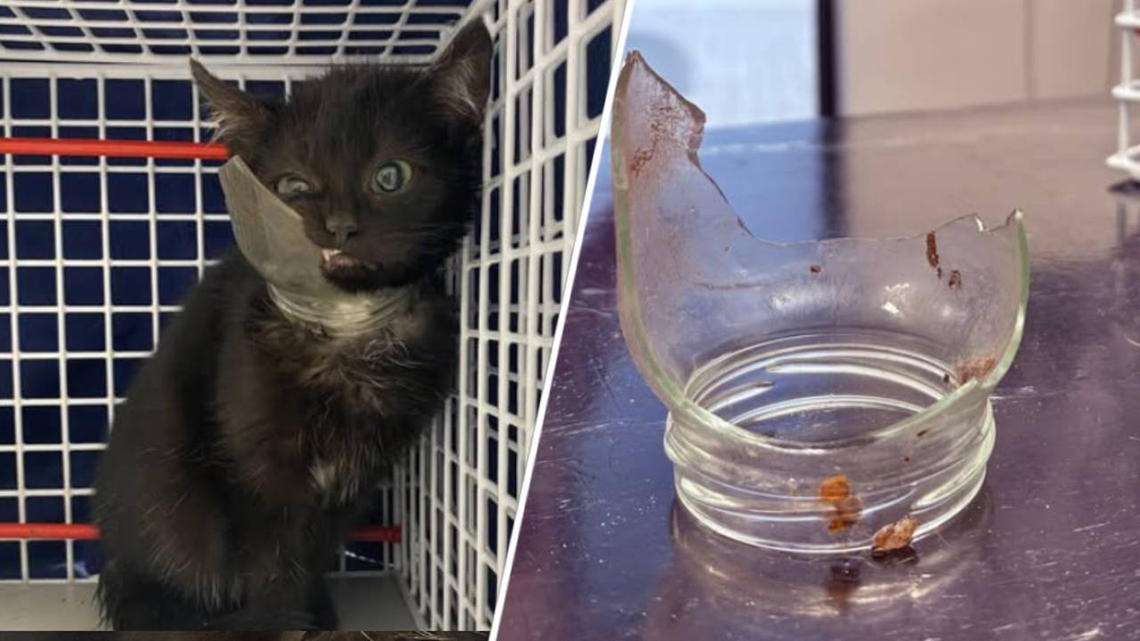 De pot zat strak om de nek van de kitten en kon er alleen afgehaald worden onder narcose (foto's: dierenasiel ROZE).