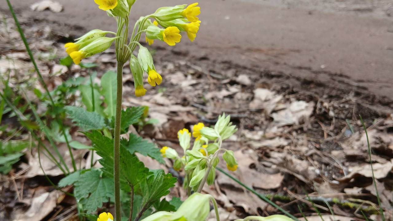 Een gulden sleutelbloem (foto: familie Van Sambeek).