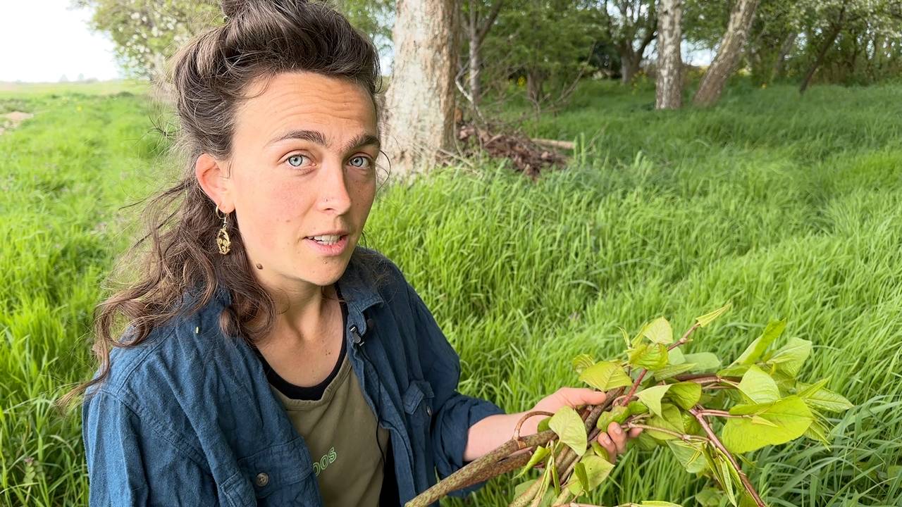 Roos bestrijdt duizendknoop door ze te eten