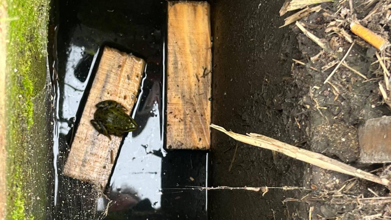 Een pad kan niet meer zelfstandig uit het afvoerputje omhoogklimmen (foto: Sofie van Kuijk)