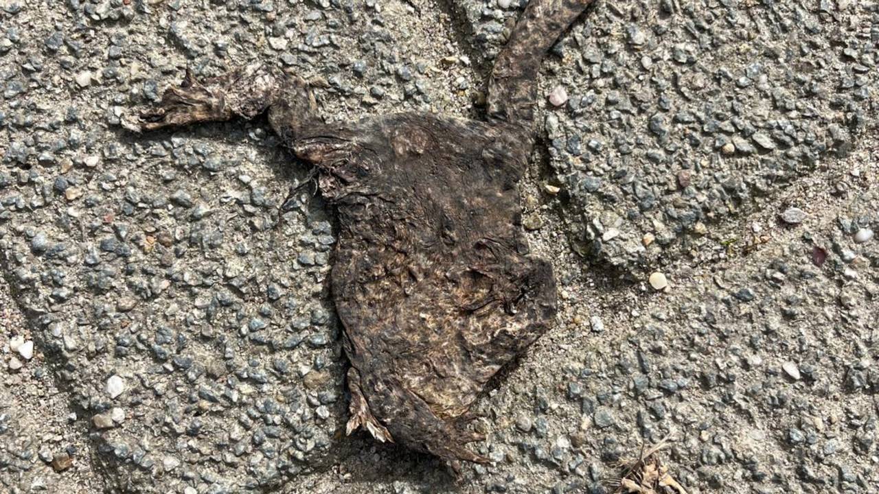 Deze pad heeft het helaas niet gered (foto: Sofie van Kuijk)