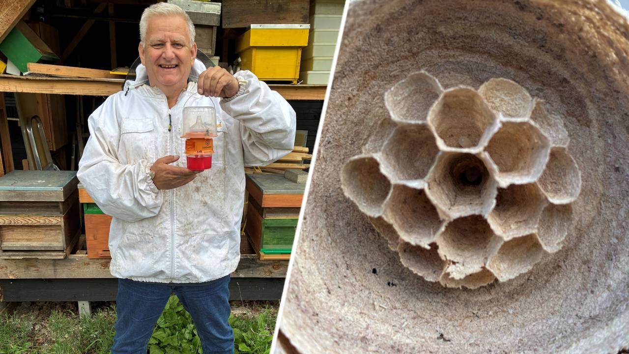 Imker René Witlox en een beginnend hoornaarnest.
