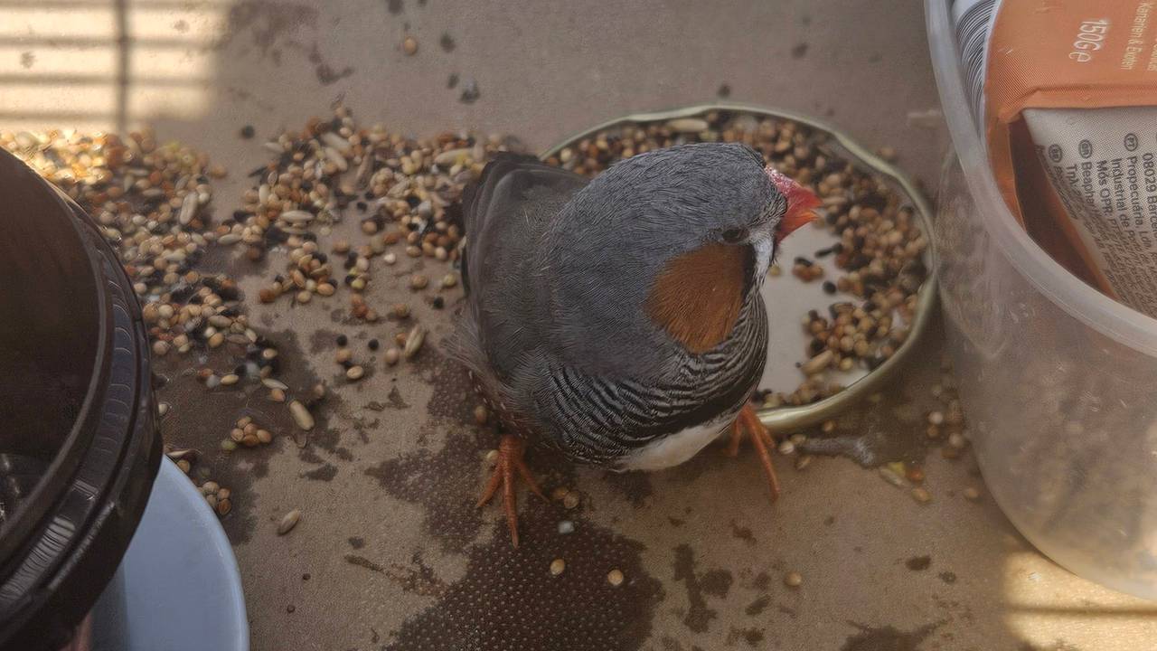 De gedumpte zebravink (foto: Opvangcentrum de Maashorst/Facebook).