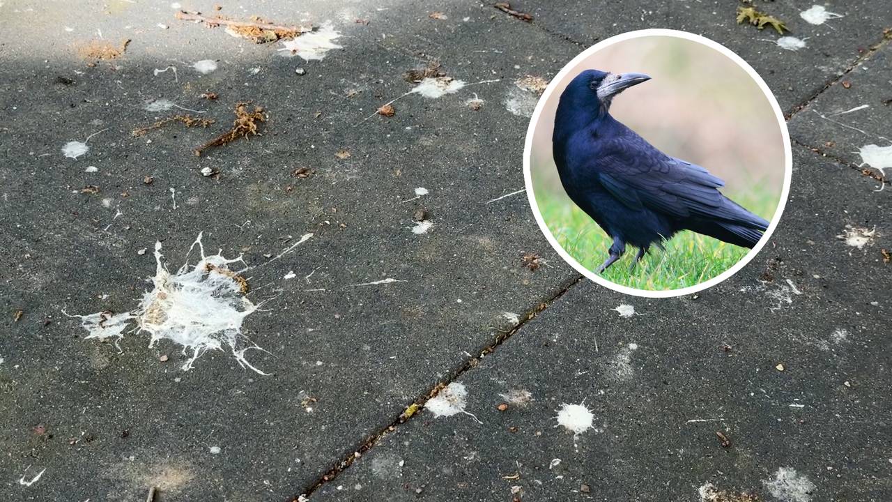 Roeken zorgen voor overlast in De Valuwen in Cuijk. Ze poepen in tuinen, op auto's en zelfs mensen komen onder de vogelpoep te zitten (foto: Omroep Brabant en Vogelbescherming).