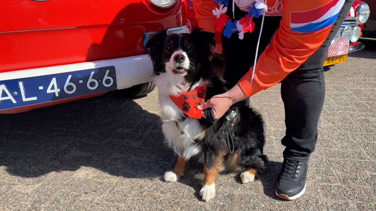 Niet alleen de auto's en mensen waren in het oranje uitgedost. Ook de hond had een oranje sjaaltje om (foto: Wilco Zonneveld).