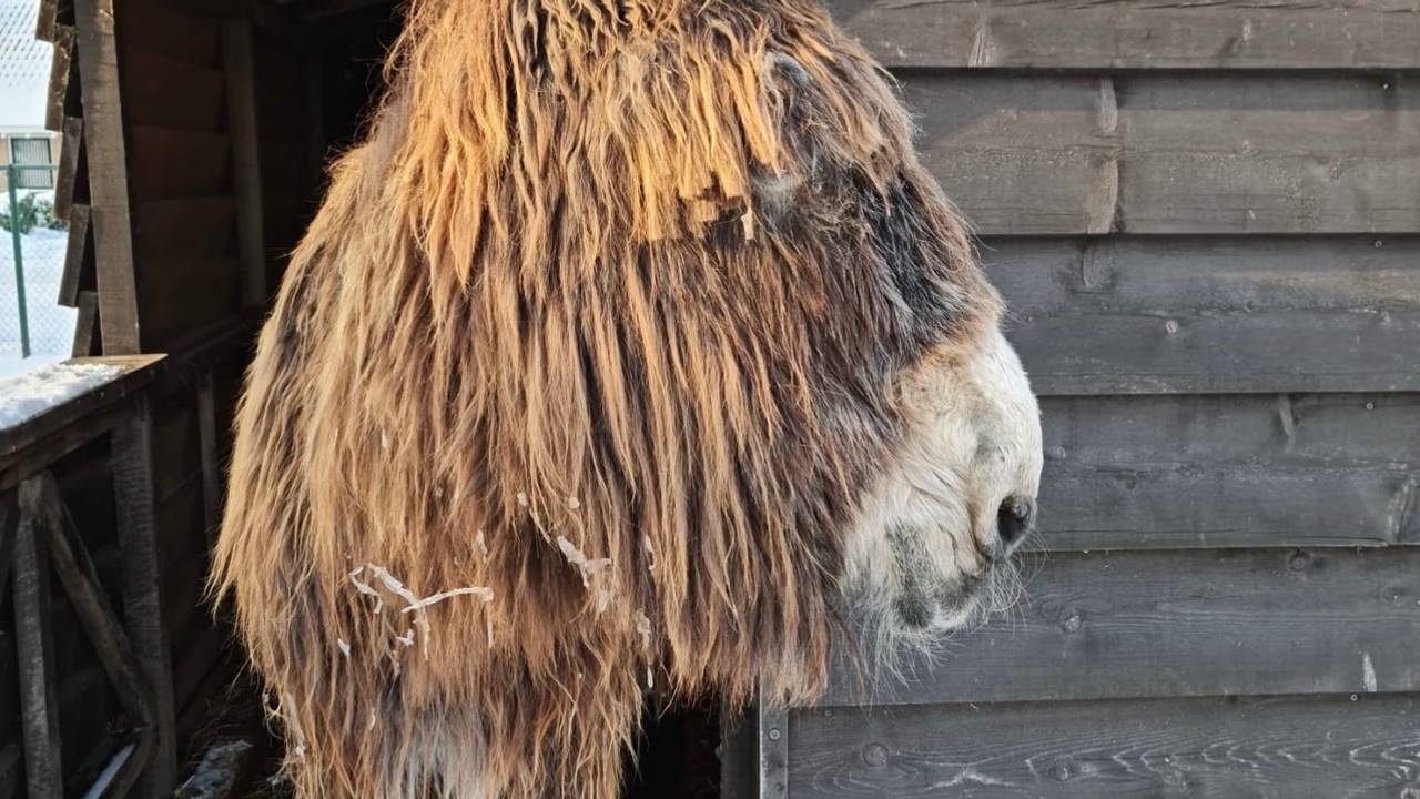 Ezel Lou Lou ziet er weer net zo uit als na de eerste knipbeurt (foto: Paulien Leemans).