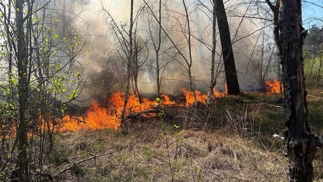 Bosbrand bij Tilburg, verkeer op snelweg heeft er last van