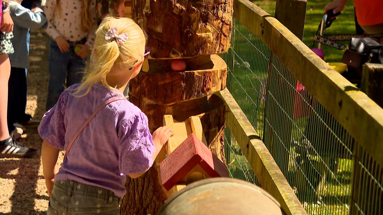 Vol verwachting kijkt dit meisje hoe haar houten bal naar beneden rolt (foto: Omroep Brabant).