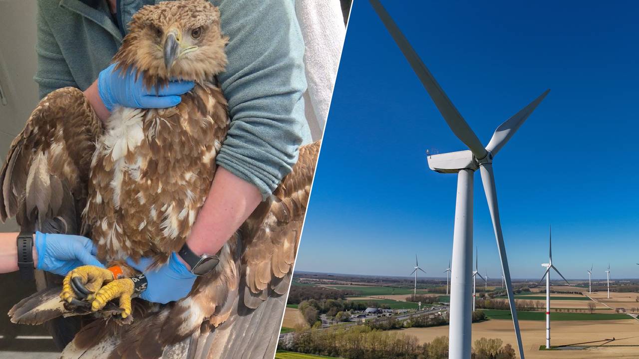 De zeearend raakte zwaargewond toen het tegen een windturbine vloog (foto: Stichting Dierenwelzijn Zeeland en ANP).