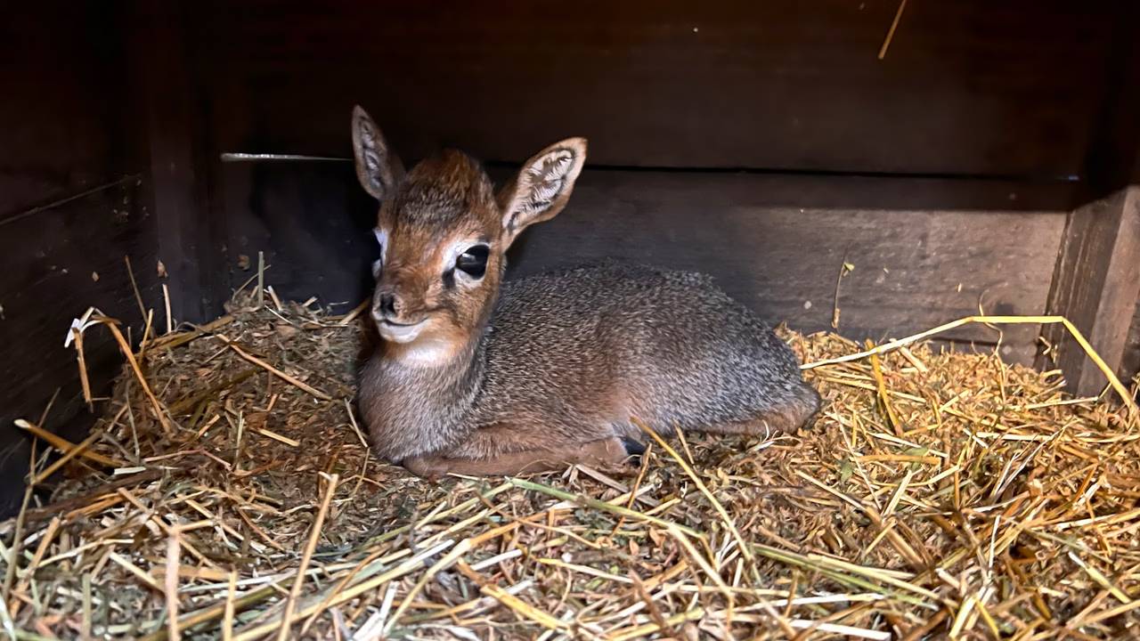 De  Kirk’s dikdik (foto: ZooParc Overloon).