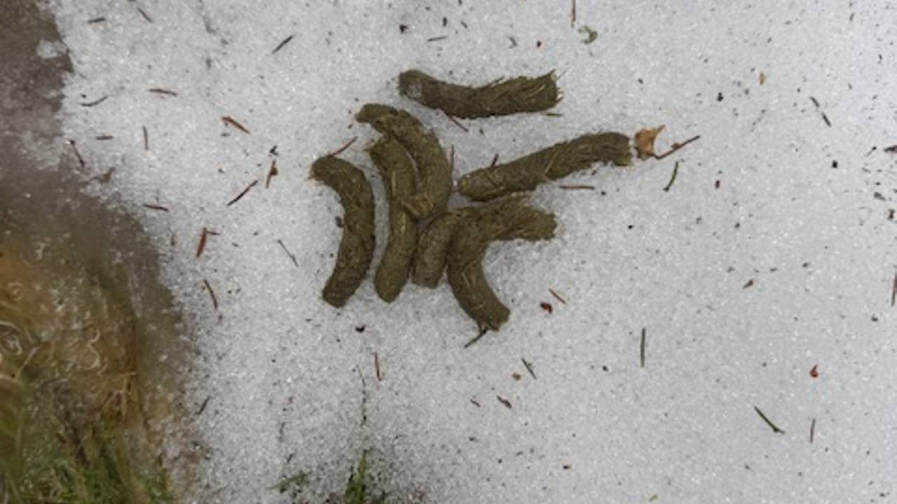 De uitwerpselen van vermoedelijk een auerhoen (foto: Vincent Relleke).