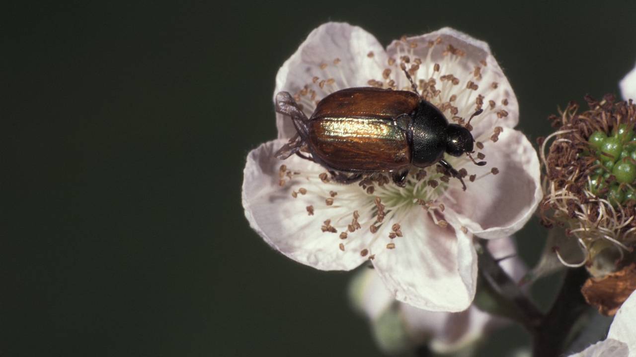 Een rozenkever (foto: Saxifraga/Frits Bink).