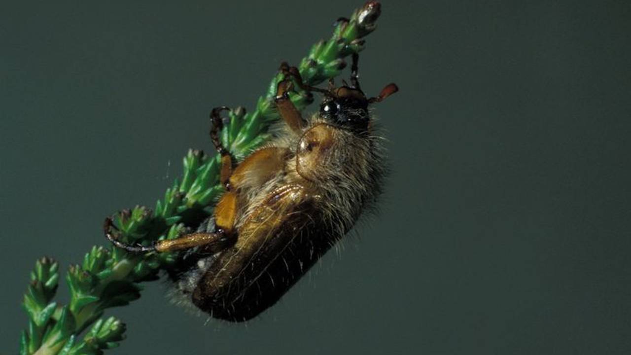 Een junikever (foto: Saxifraga/Frits Bink).