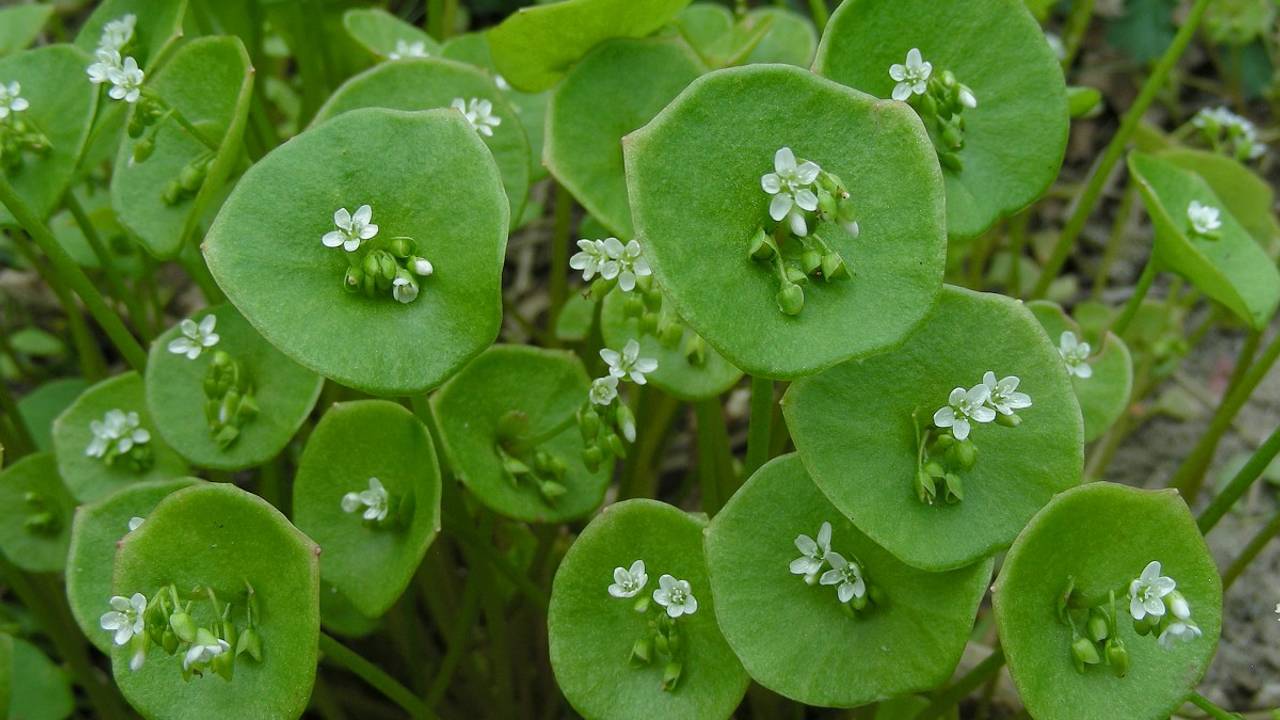 Winterpostelein met bloemen (Foto: Saxifraga Ed Stikvoort).