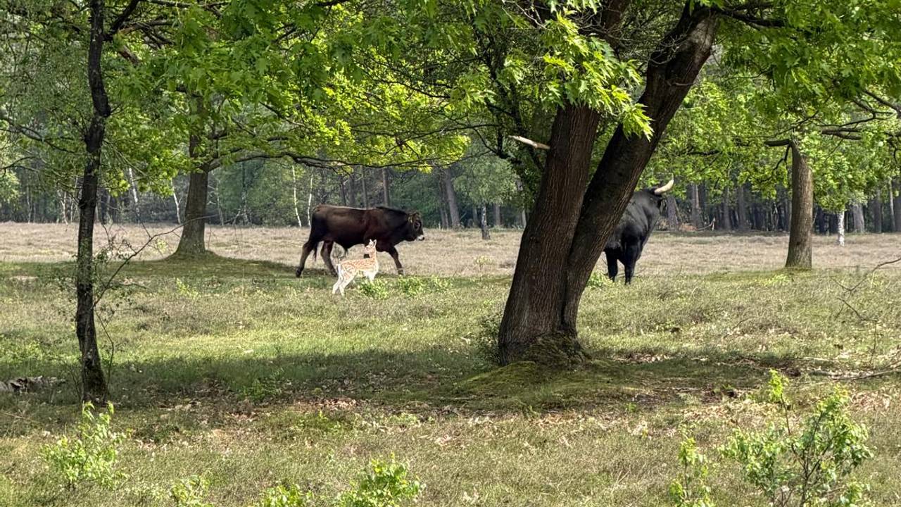 Het damhertje bij de kudde in Oss (foto: Annemarie Roefs).