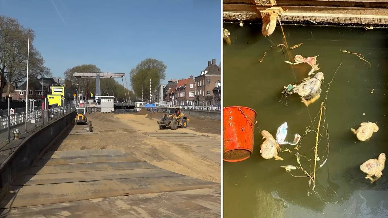 Links: de werkzaamheden bij Sluis 0 een paar weken geleden. Rechts: In het water liggen nu meerdere dode vogels (foto: Dtv Nieuws/De Bossche Groenen).