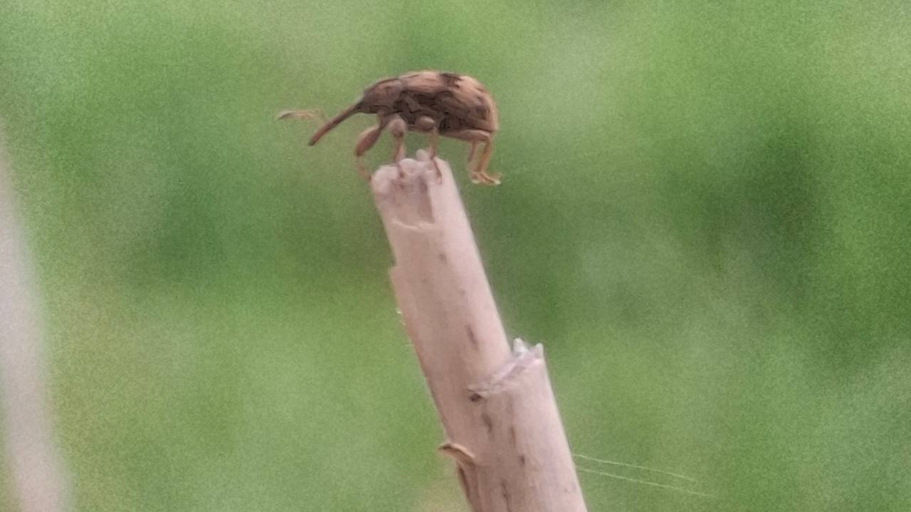 Een kleine eikelboorder (foto: Ies van de Vossenberg).