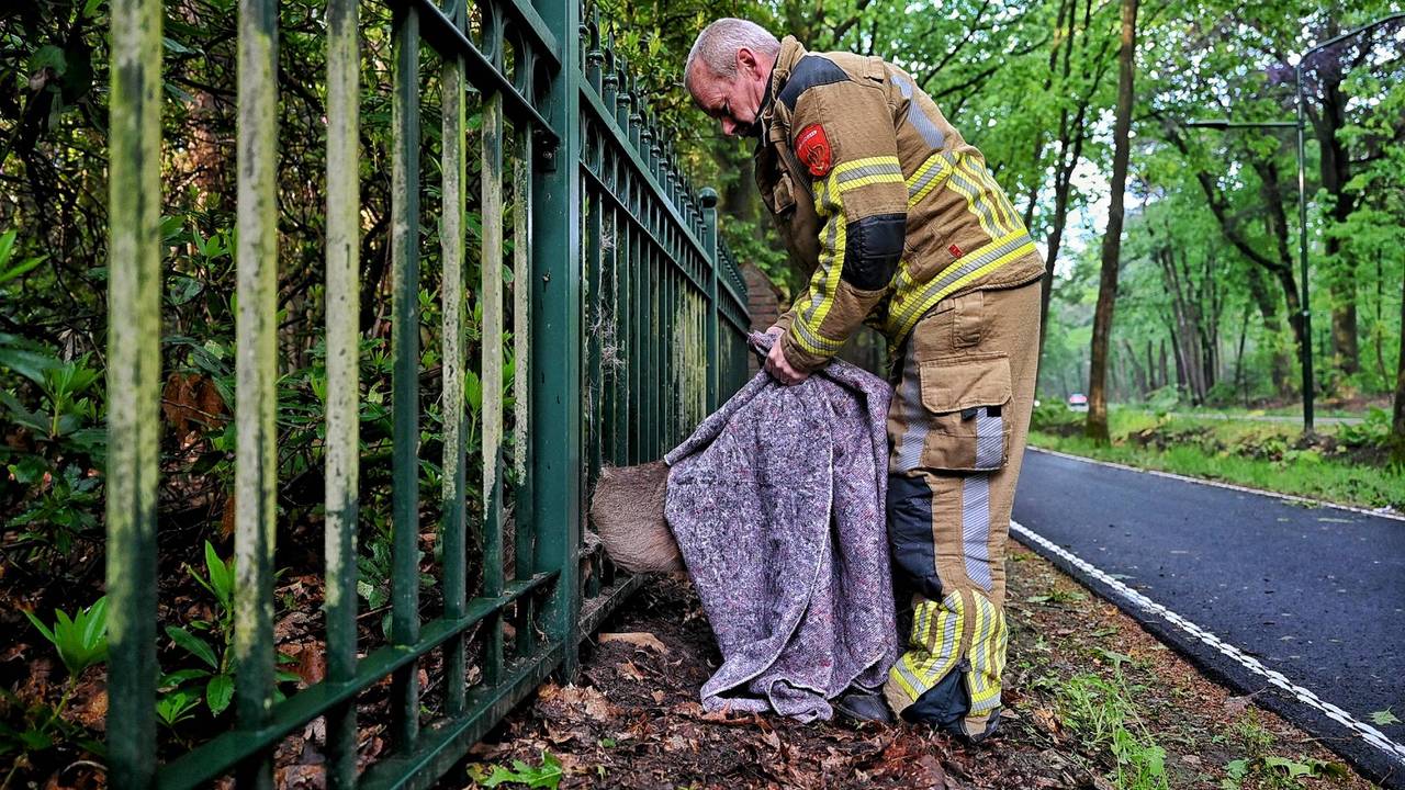 Ree zit vast in hek bij natuurgebied, brandweer bevrijdt dier (foto: Toby de Kort / Persbureau Heitink).