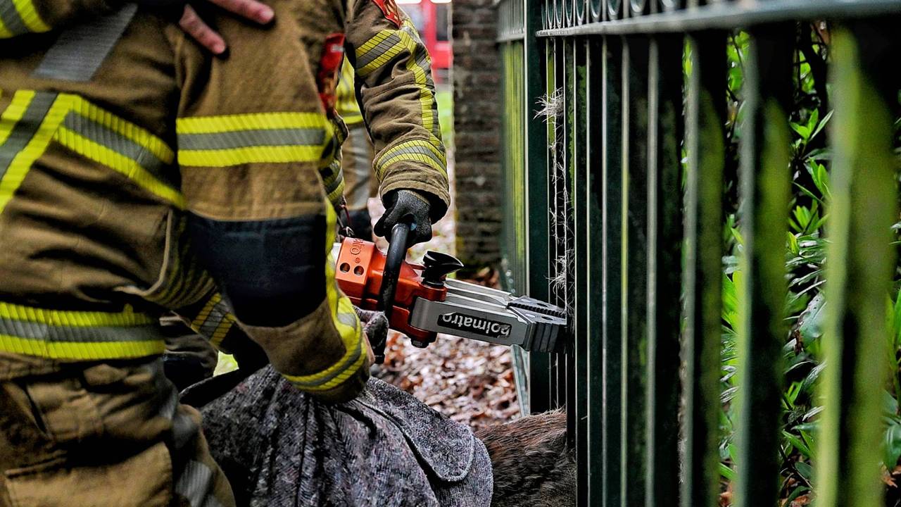 Ree zit vast in hek bij natuurgebied, brandweer bevrijdt dier (foto: Toby de Kort / Persbureau Heitink).