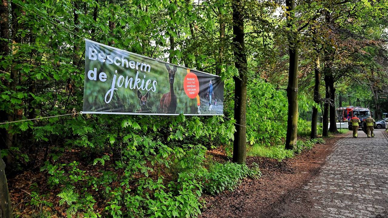 Ree zit vast in hek bij natuurgebied, brandweer bevrijdt dier (foto: Toby de Kort / Persbureau Heitink).