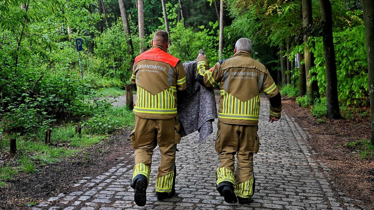 Ree zit vast in hek bij natuurgebied, brandweer bevrijdt dier (foto: Toby de Kort / Persbureau Heitink).