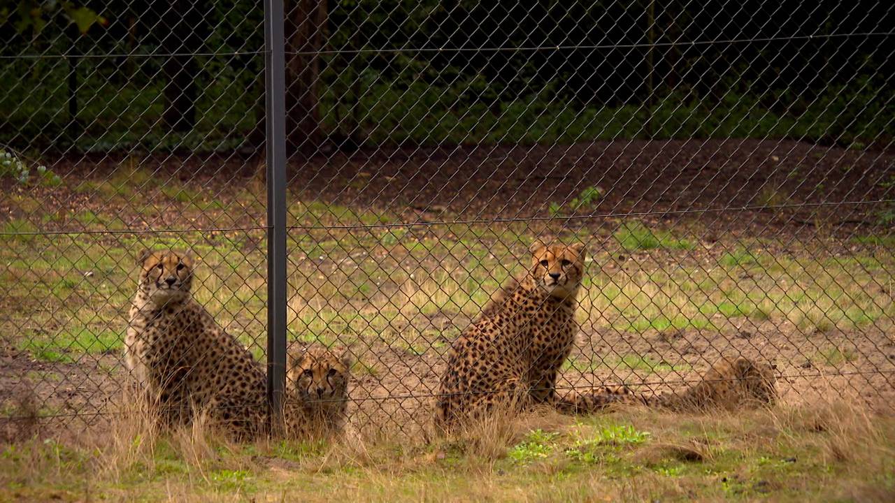 Cheeta's in de Beekse Bergen