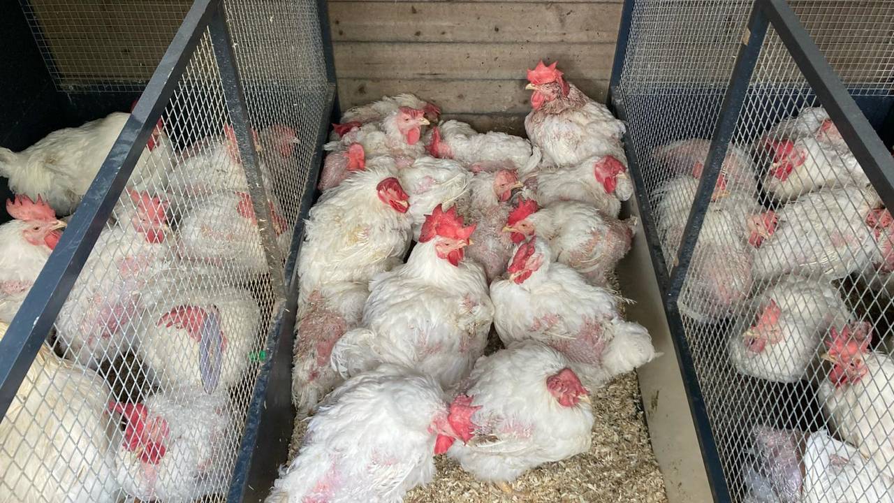 De kippen in de opvang in Limburg, waar moet blijken hoeveel van de dieren nog kan herstellen (foto: Dierenambulance Hokazo).