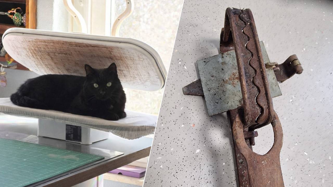 Poes Sissel had een vossenklem van 25 centimeter aan haar poot (foto: Ilja Drost).