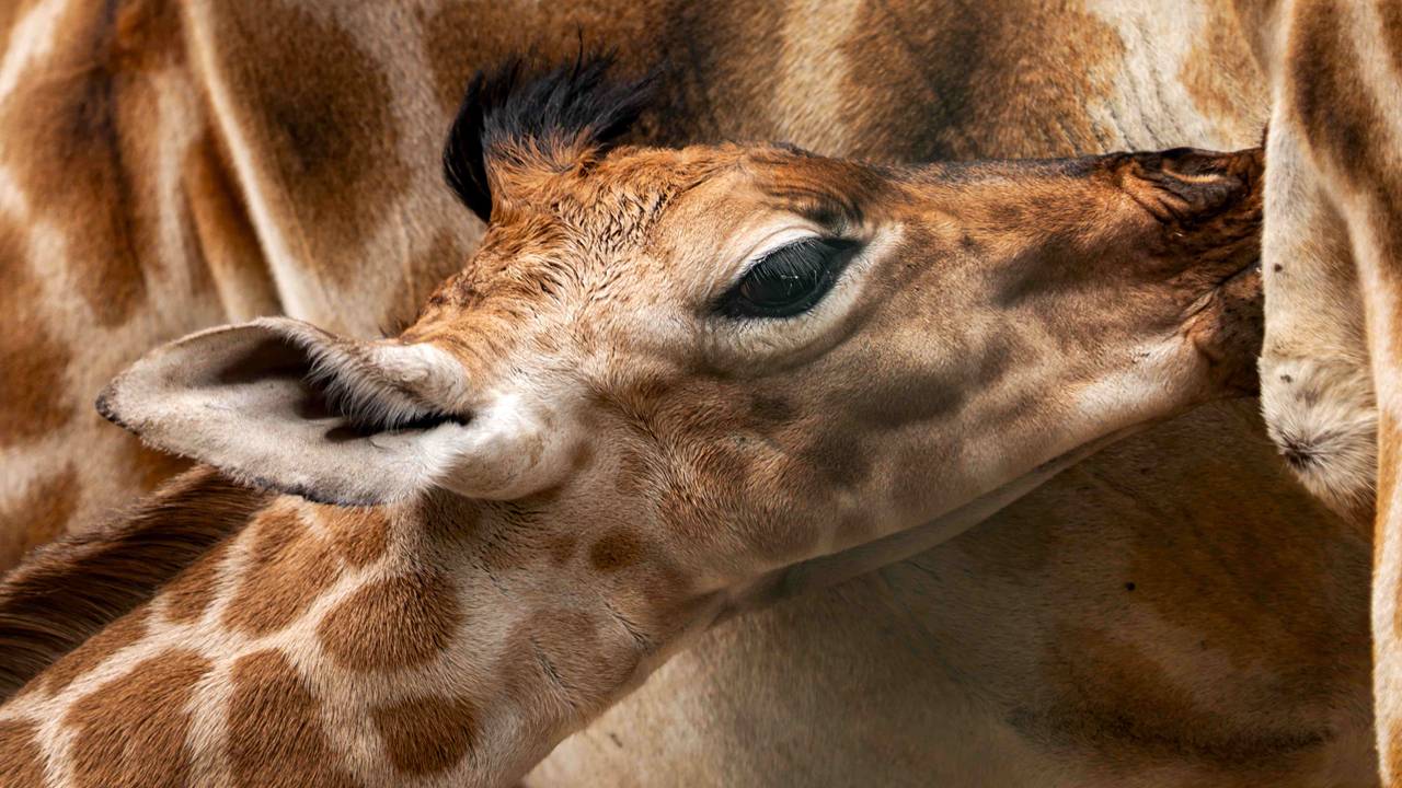 Twee Nubische giraffen geboren in de Beekse Bergen