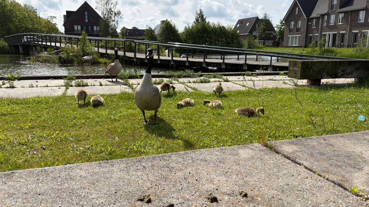 Ganzen in Dongen (foto: Omroep Brabant). 