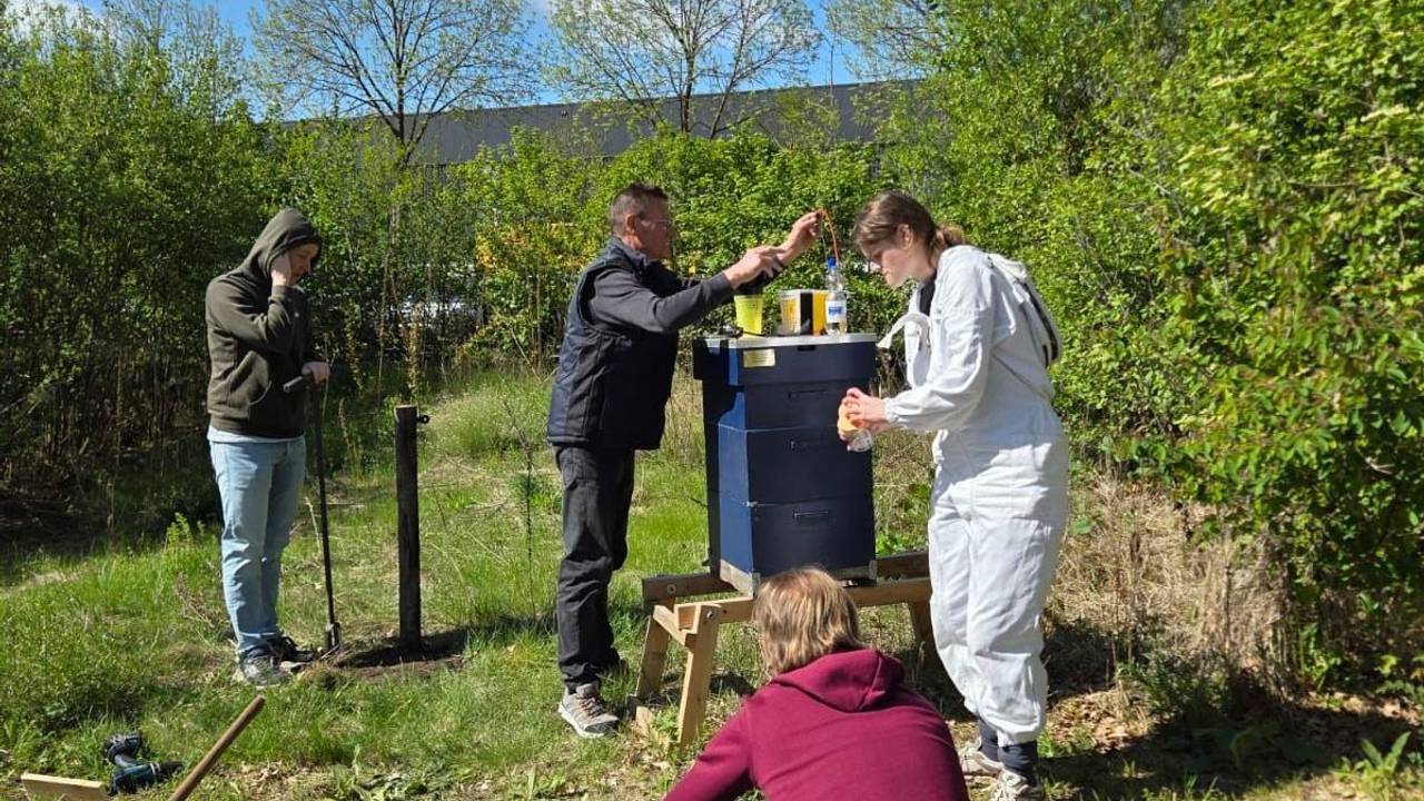 De studenten onderzoeken hoe ze de Aziatische hoornaar het beste kunnen vangen (privéfoto: Stijn Fuchten).