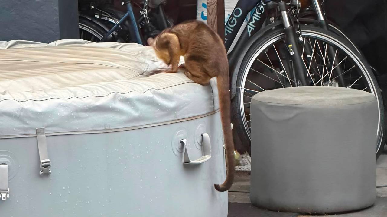 Het ontsnapte honingbeertje in de tuin van Wendy (privéfoto).