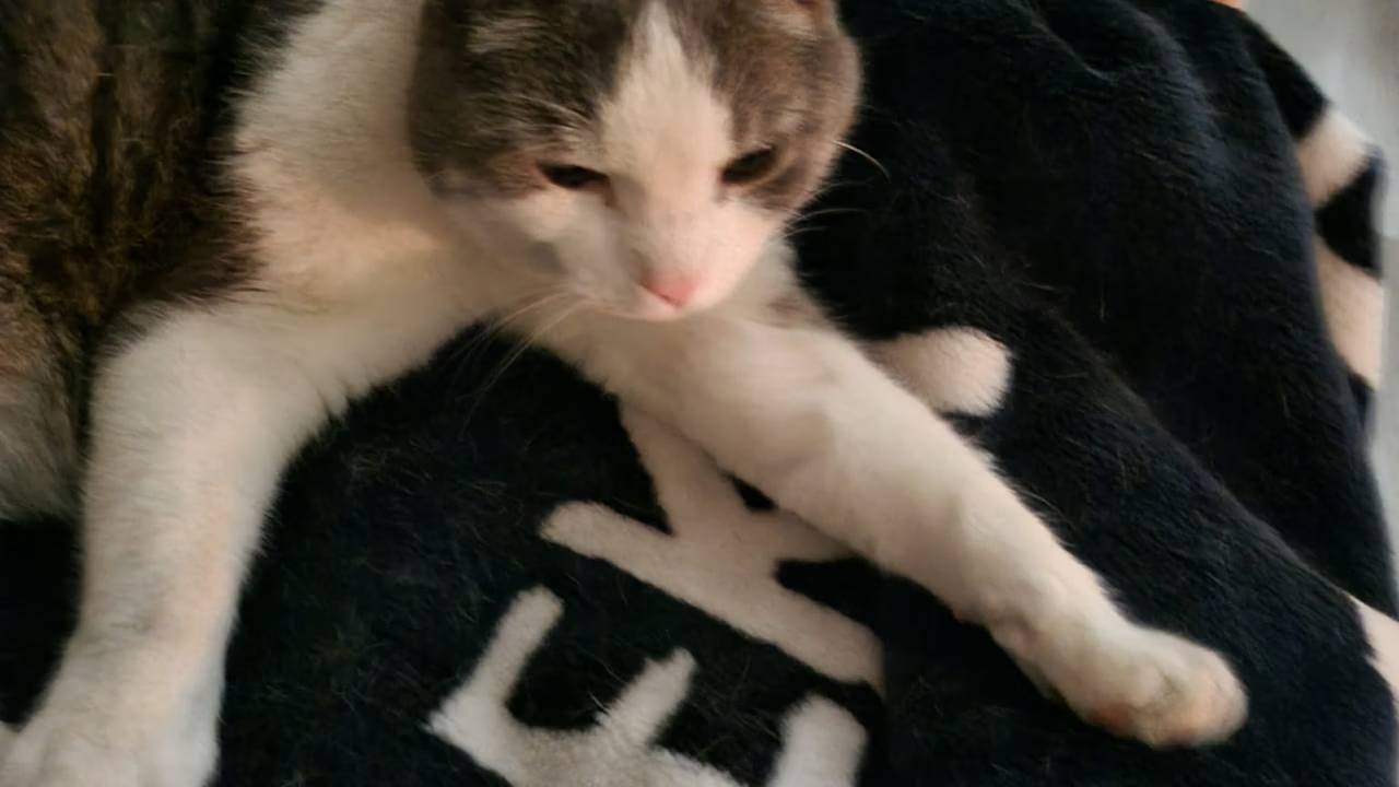 Dankzij familie van Hakan werd man (26) gepakt die kat Cosmo doodschoot