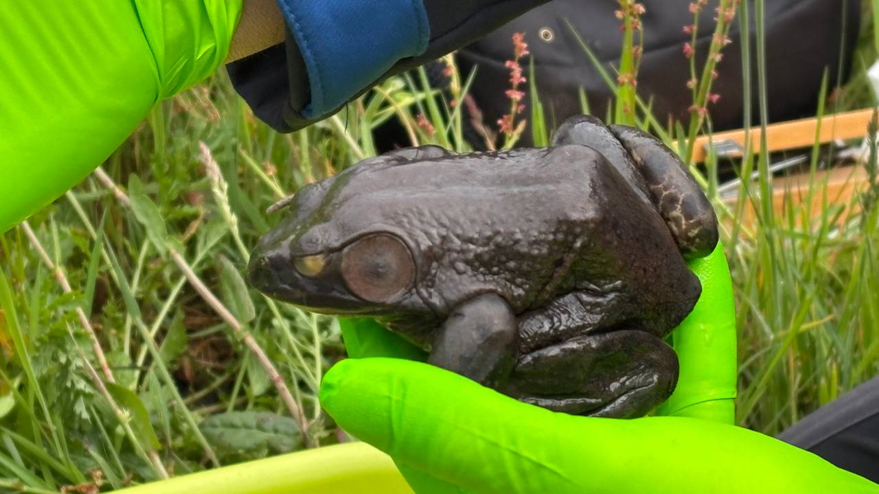 In natuurgebied de Plateaux zijn sporen gevonden van de Amerikaanse stierkikker. Dit provincie wil voorkomen dat dit dier zich verspreid in Brabant (foto: Wilco Zonneveld).