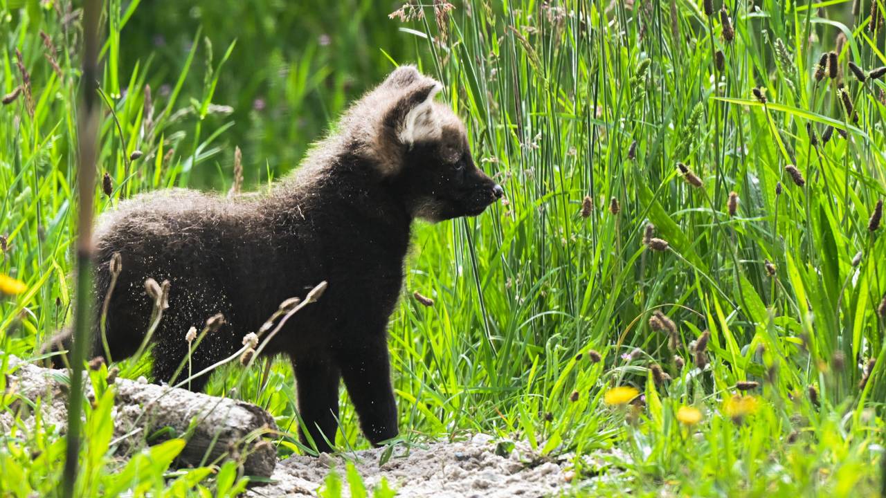 Een van de geboren manenwolfpups in dierentuin ZiE-ZOO in Volkel (foto: Dierenpark ZiE-ZOO Volkel).