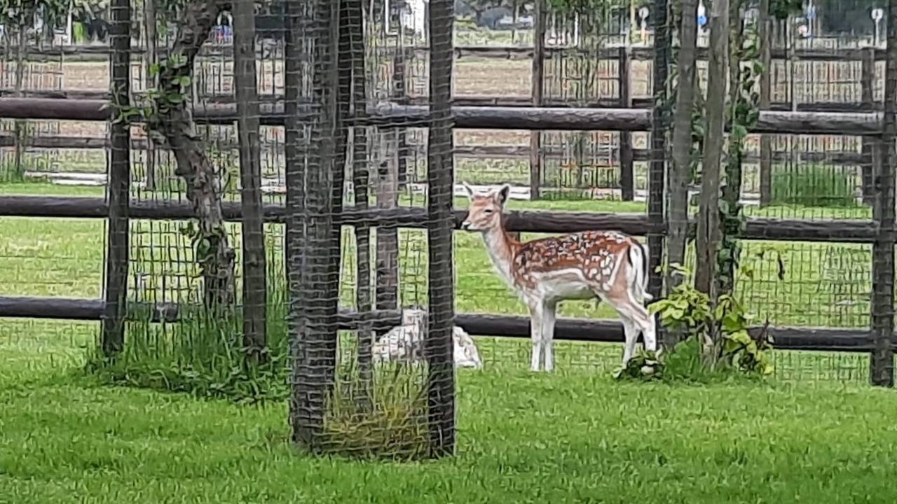 Het damhertje heeft een nieuw thuis in een privédierentuin (foto: nieuwe eigenaar).