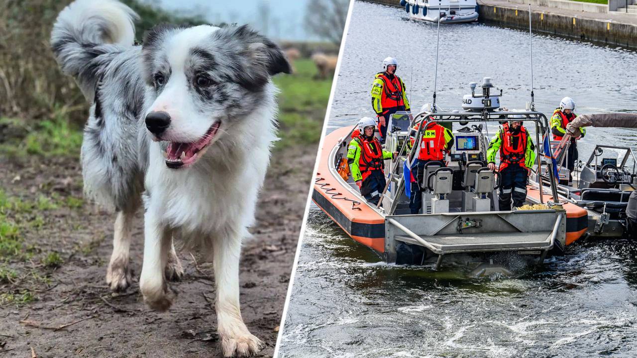 Hond Blue vermist nadat bootje omslaat in Drimmelen.