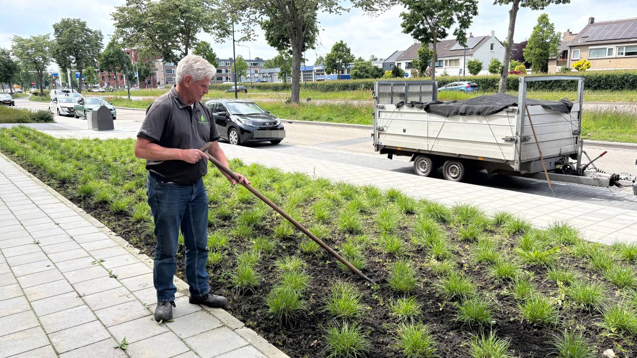 Jan (71) is met pensioen, maar werkt voor hovenier Niels uit Deurne (foto: Omroep Brabant).