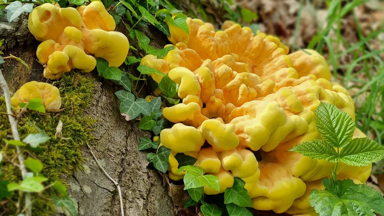 Een hoed van de zwavelzwam (foto: Angelique Jansen).