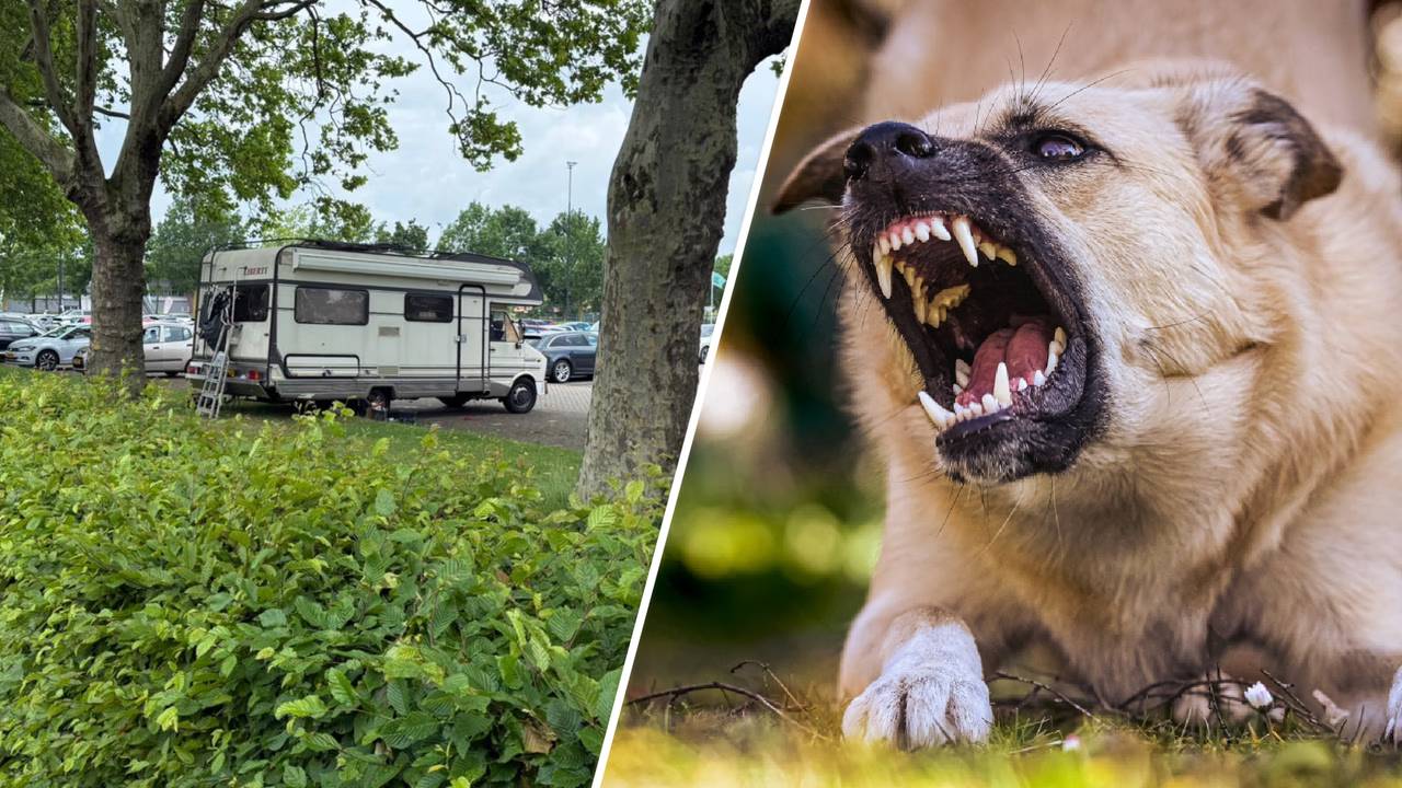 De betreffende camper op de camperplaats met een blaffende hond ter illustratie (foto: Dtv Nieuws).