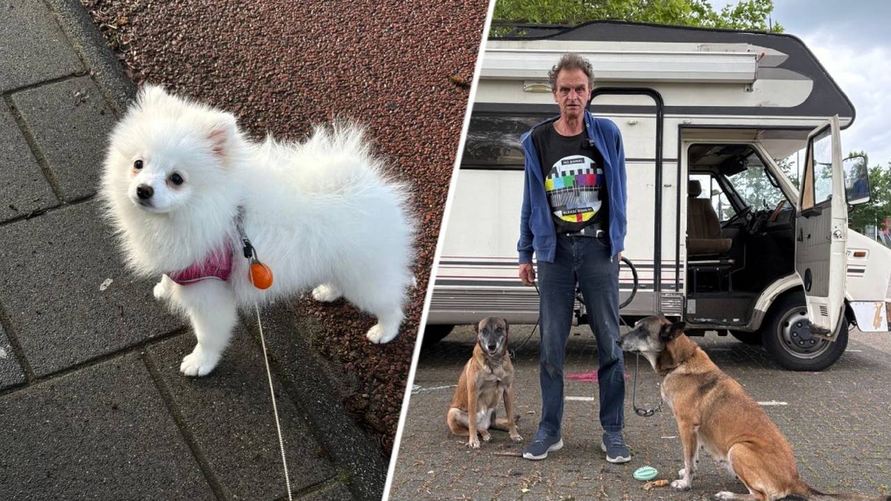 Hond Kiki overleden na aanval van hond (foto's: privéfoto & Omroep Brabant).